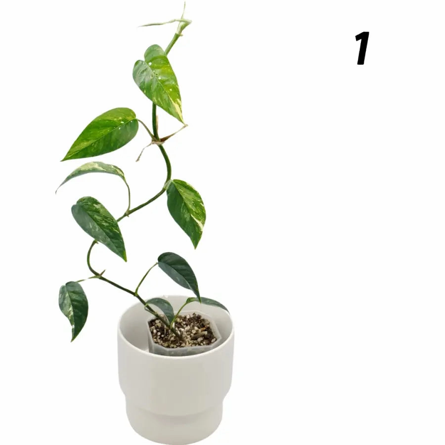 Variegated Epipremnum Pinnatum (large)