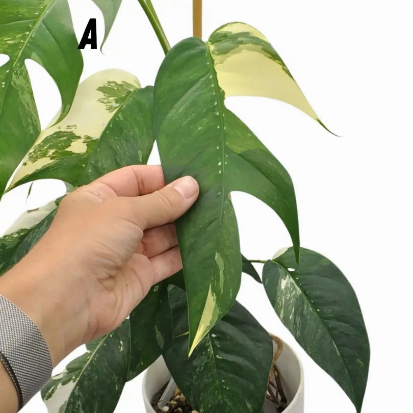 Variegated Epipremnum Pinnatum (large)