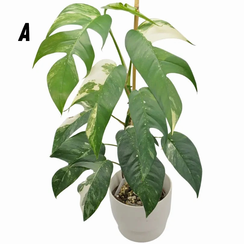 Variegated Epipremnum Pinnatum (large) large flower pot  