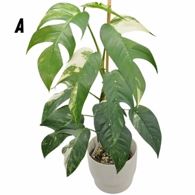 Variegated Epipremnum Pinnatum (large) large flower pot  