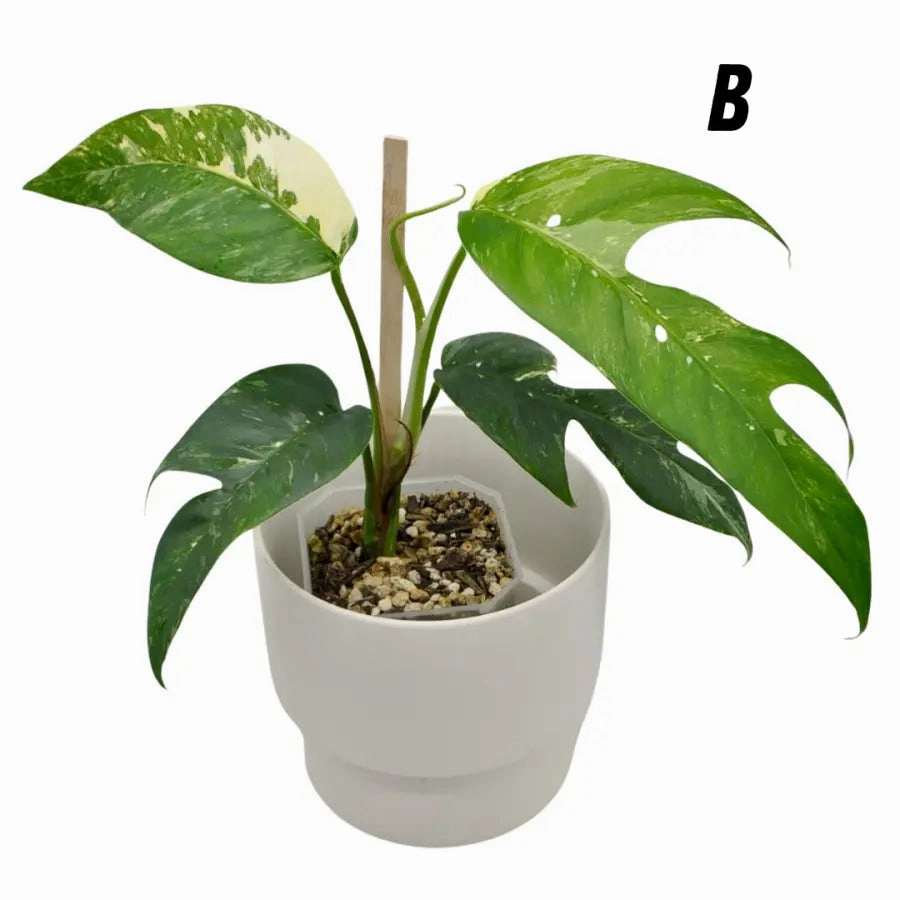 Variegated Epipremnum Pinnatum (large)