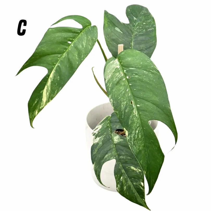 Variegated Epipremnum Pinnatum (large)