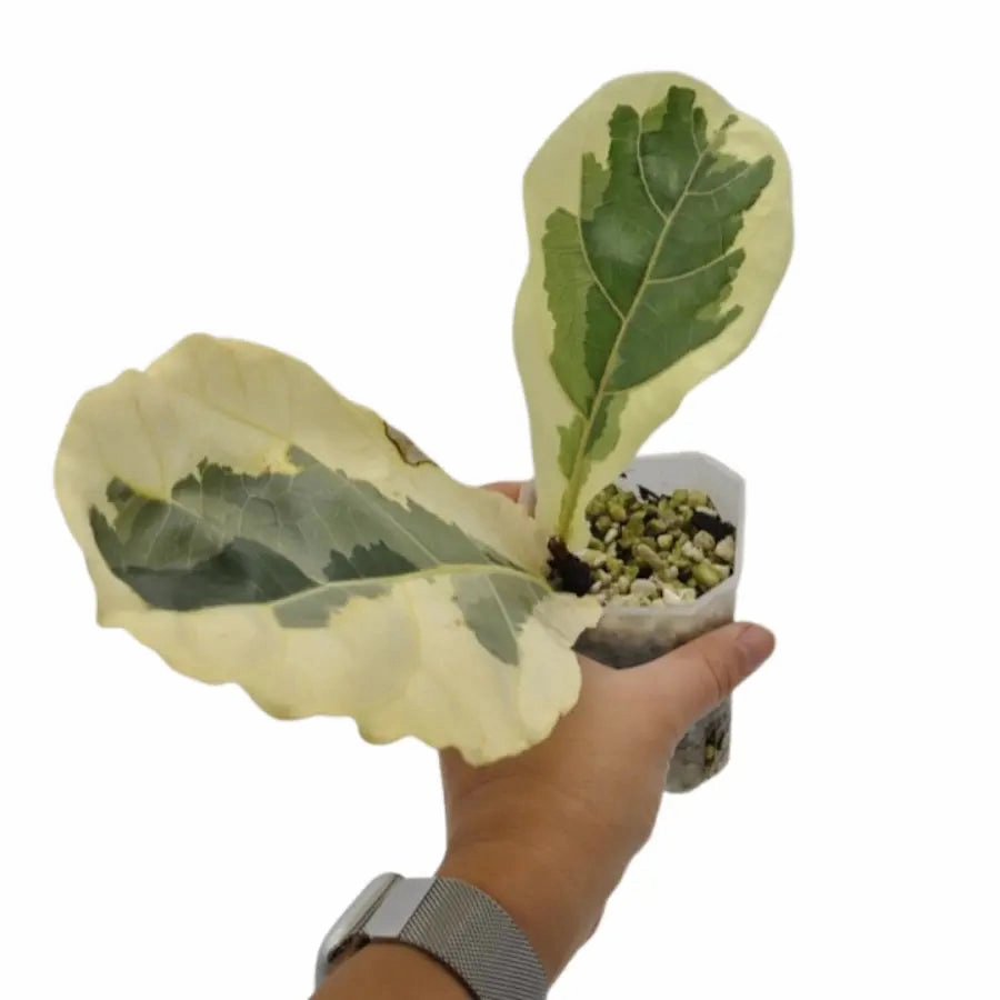 Variegated ficus lyrata