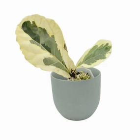 Variegated ficus lyrata large flower pot  