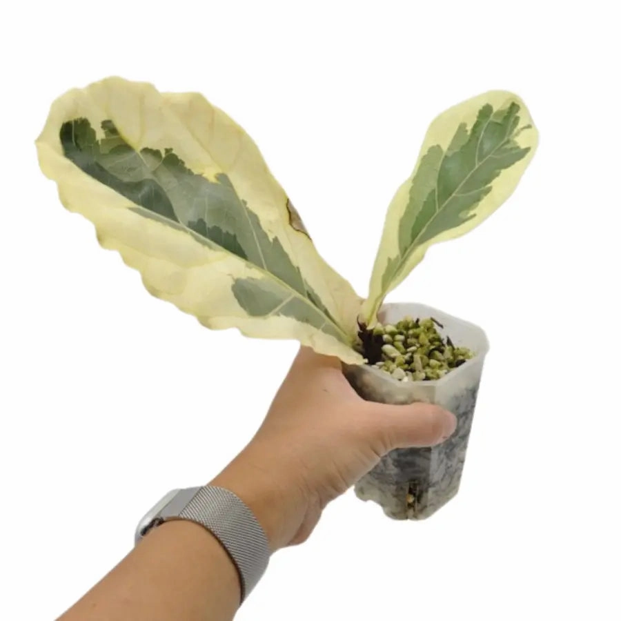 Variegated ficus lyrata
