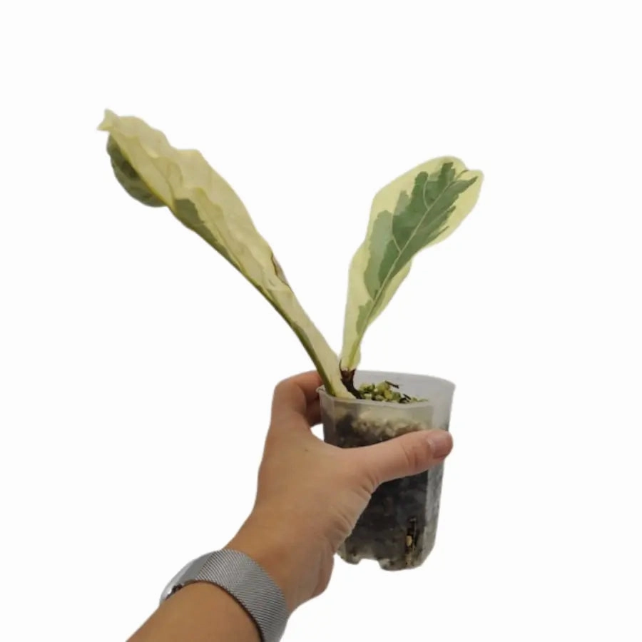 Variegated ficus lyrata