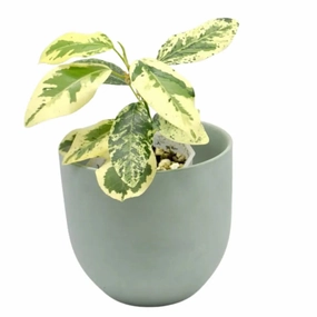 Variegated Ficus rubiginosa large flower pot  