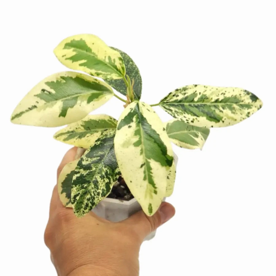 Variegated Ficus rubiginosa