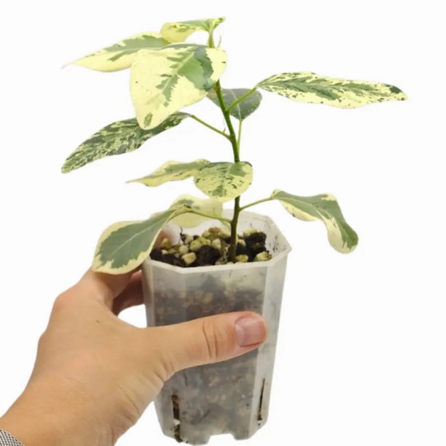 Variegated Ficus rubiginosa