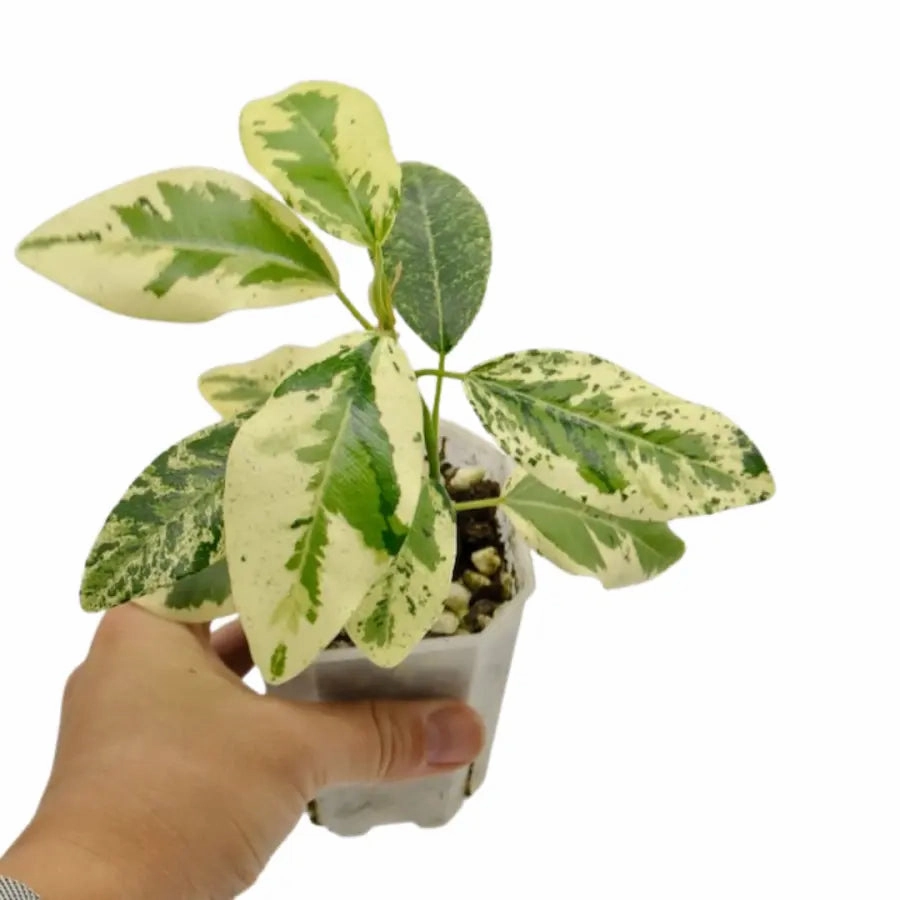 Variegated Ficus rubiginosa