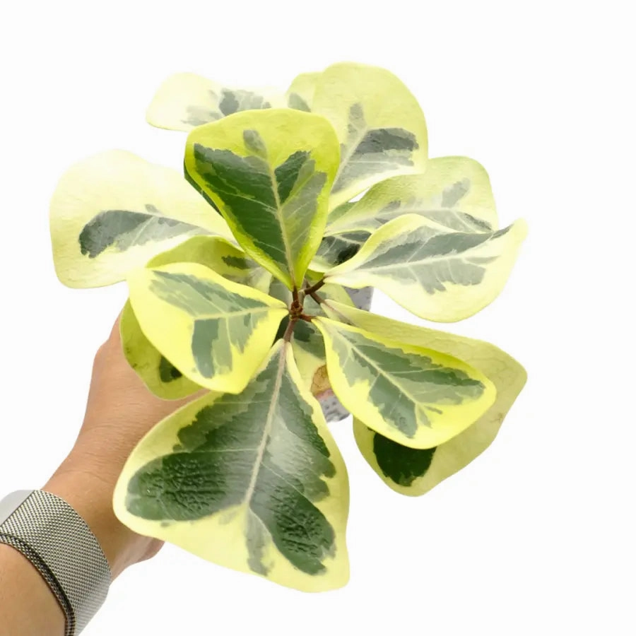 Variegated Ficus triangularis Aurea