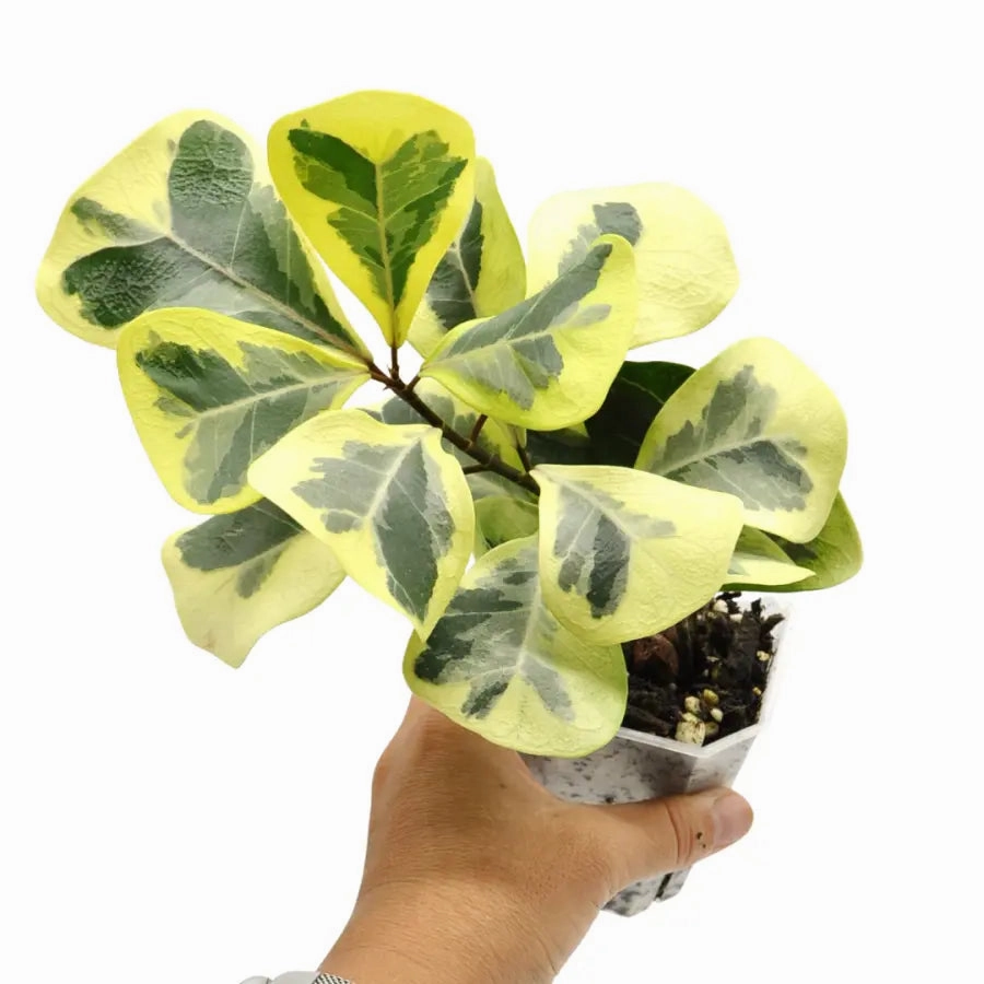 Variegated Ficus triangularis Aurea
