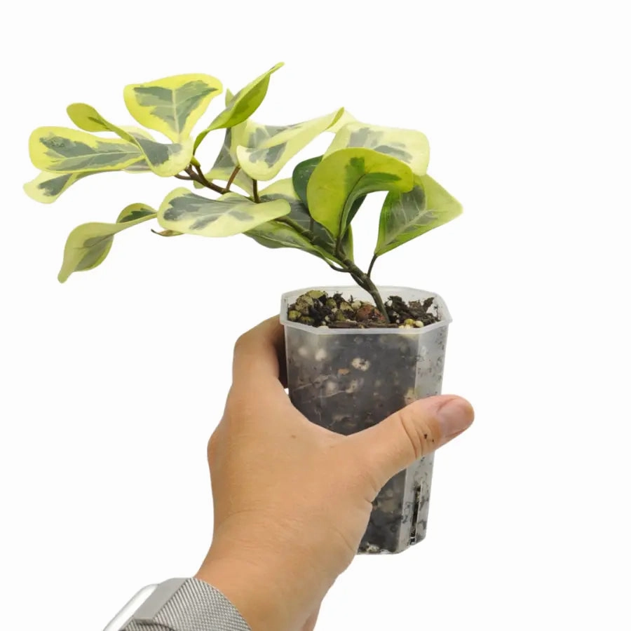 Variegated Ficus triangularis Aurea