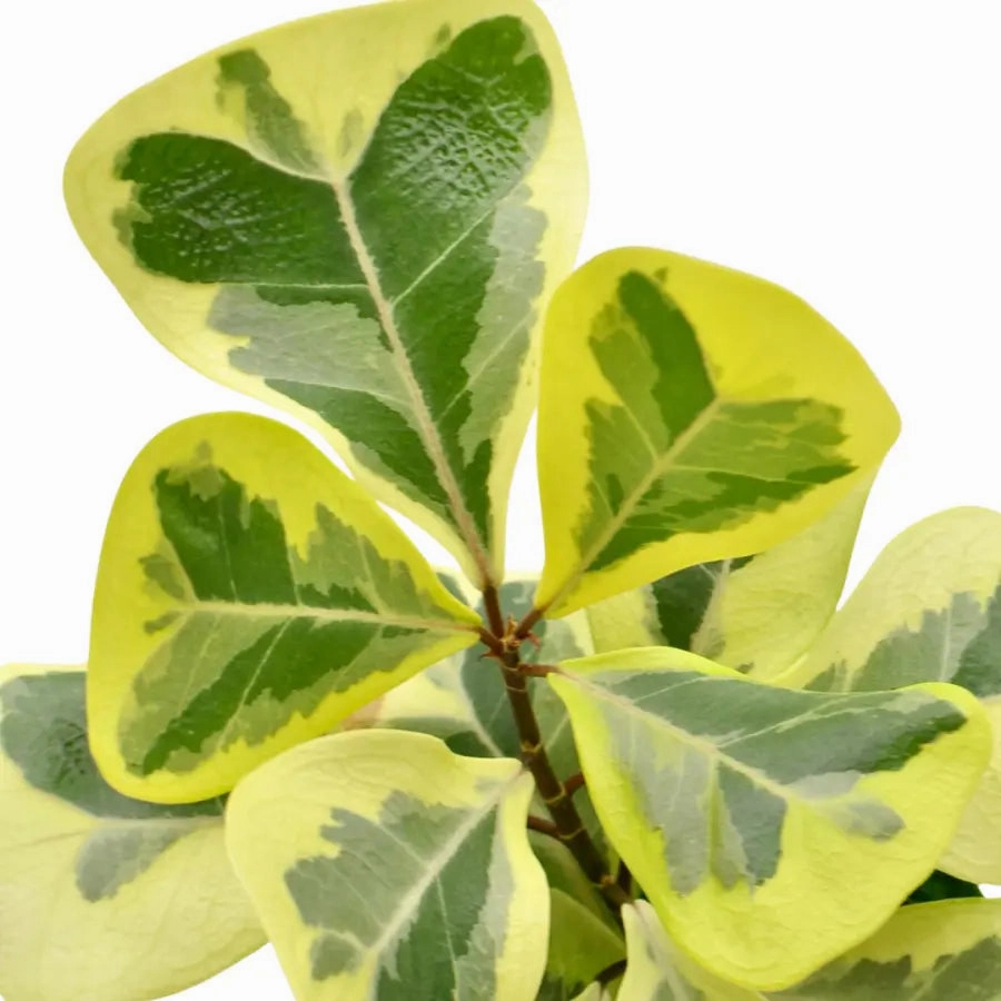 Variegated Ficus triangularis Aurea