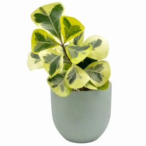 Variegated Ficus triangularis Aurea large flower pot  
