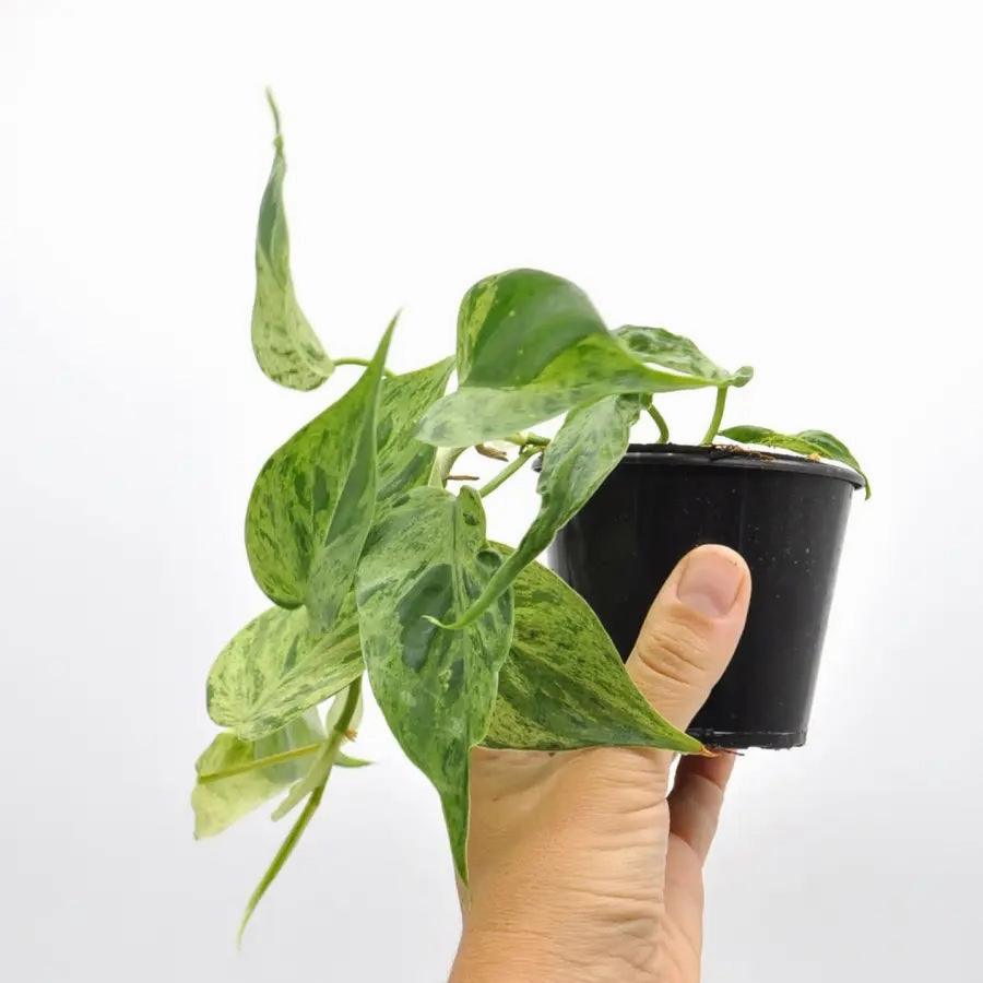 Variegated Heart Leaf Philodendron
