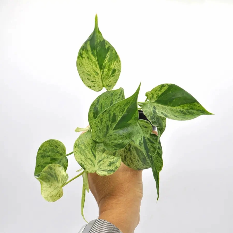 Variegated Heart Leaf Philodendron