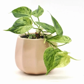 Variegated Heart Leaf Philodendron large flower pot  