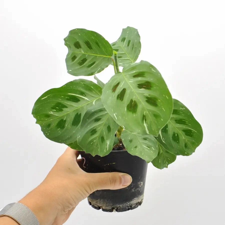 Variegated Maranta