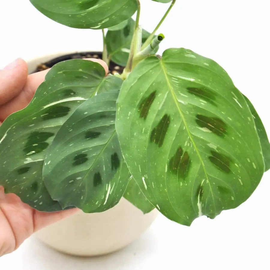 Variegated Maranta