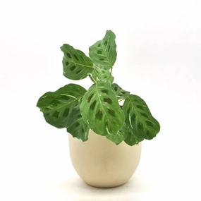 Variegated Maranta large flower pot  