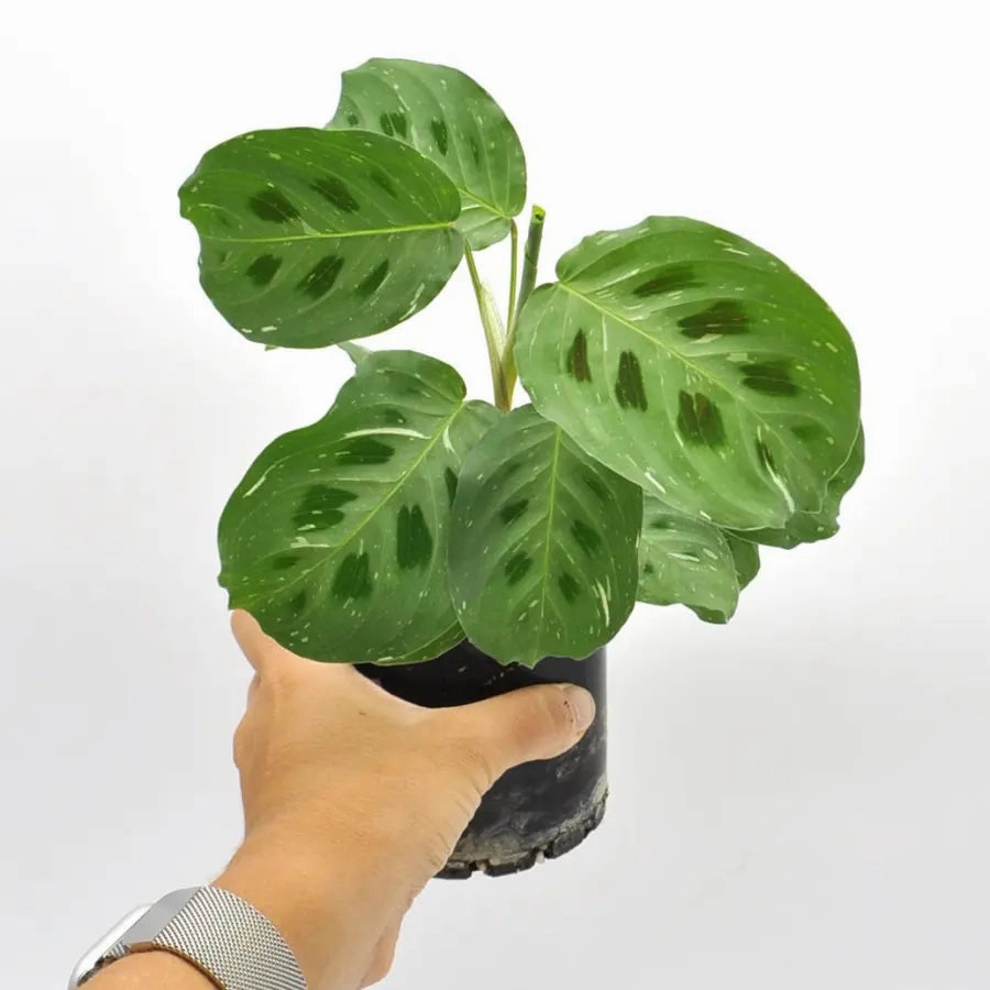Variegated Maranta