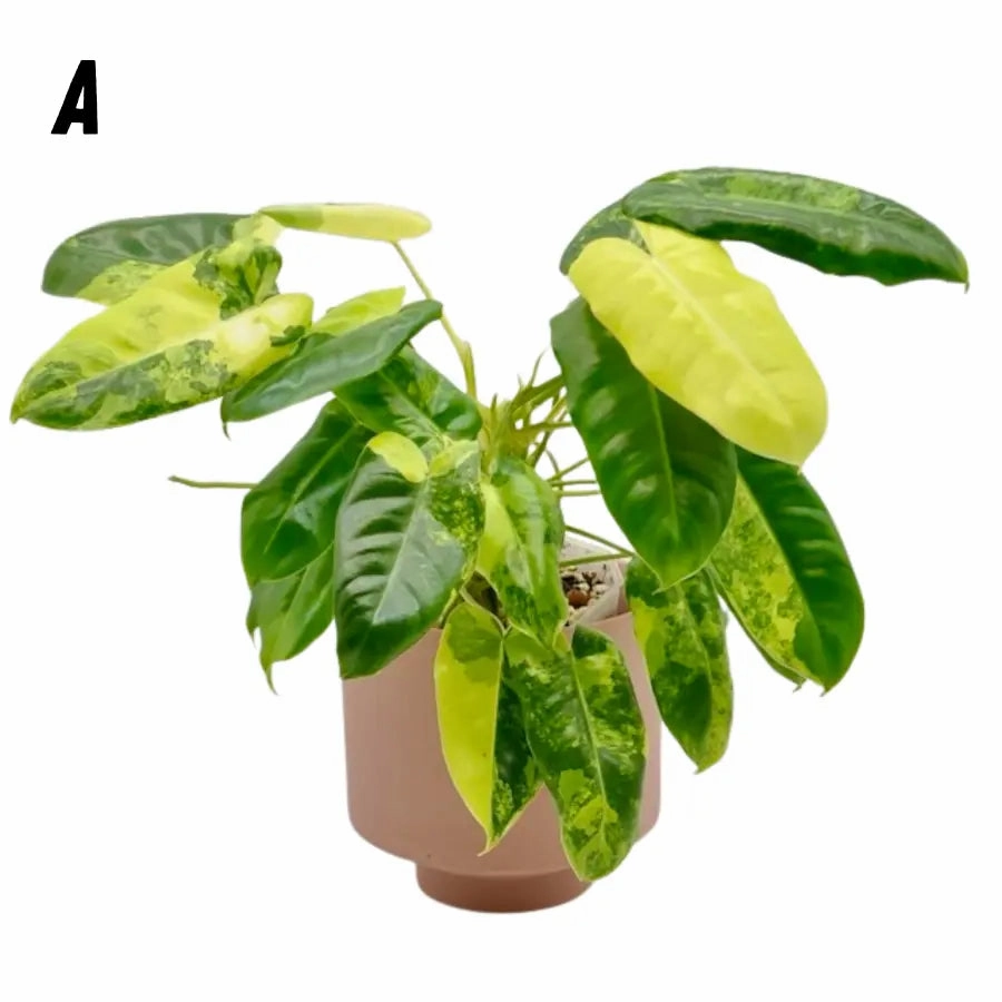 Variegated Philodendron Burle Marx