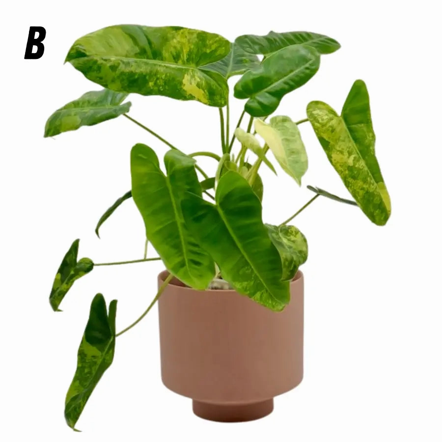 Variegated Philodendron Burle Marx
