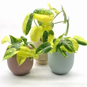 Variegated Philodendron Burle Marx large flower pot  