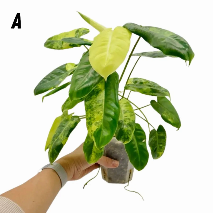 Variegated Philodendron Burle Marx