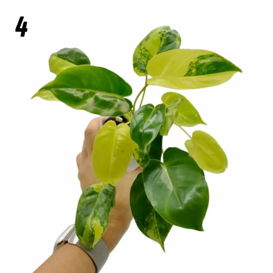 Variegated Philodendron Burle Marx