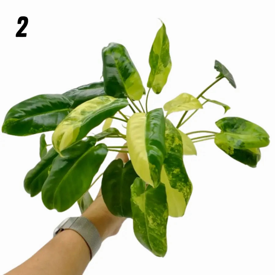 Variegated Philodendron Burle Marx