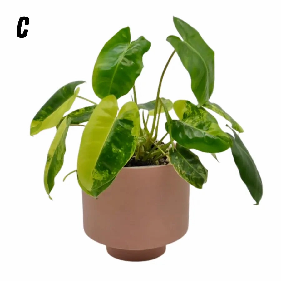 Variegated Philodendron Burle Marx