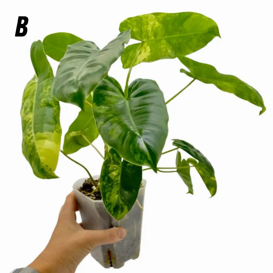 Variegated Philodendron Burle Marx