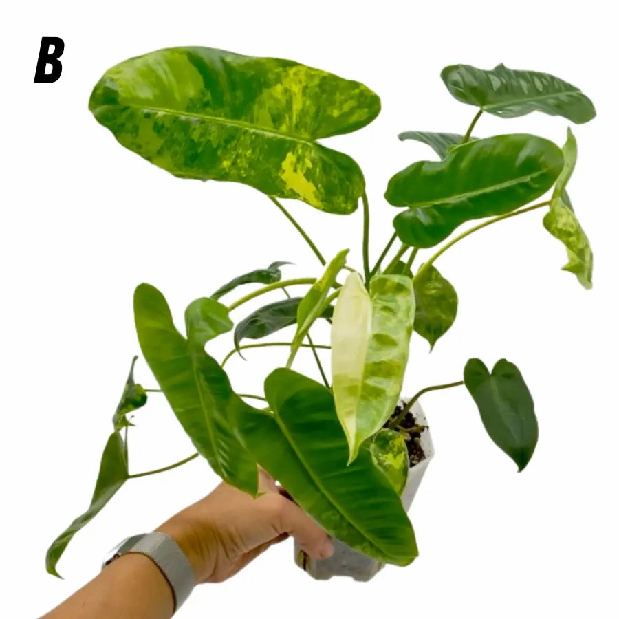 Variegated Philodendron Burle Marx