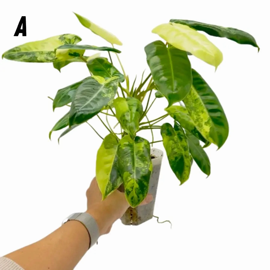 Variegated Philodendron Burle Marx