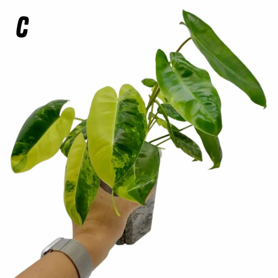 Variegated Philodendron Burle Marx