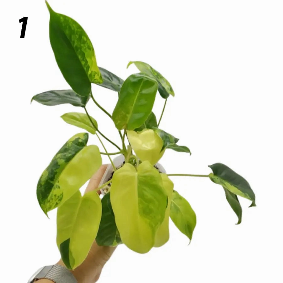 Variegated Philodendron Burle Marx