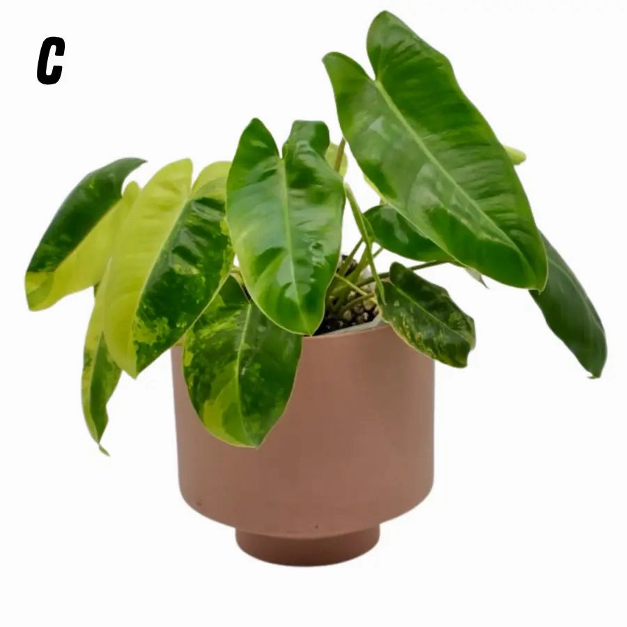 Variegated Philodendron Burle Marx