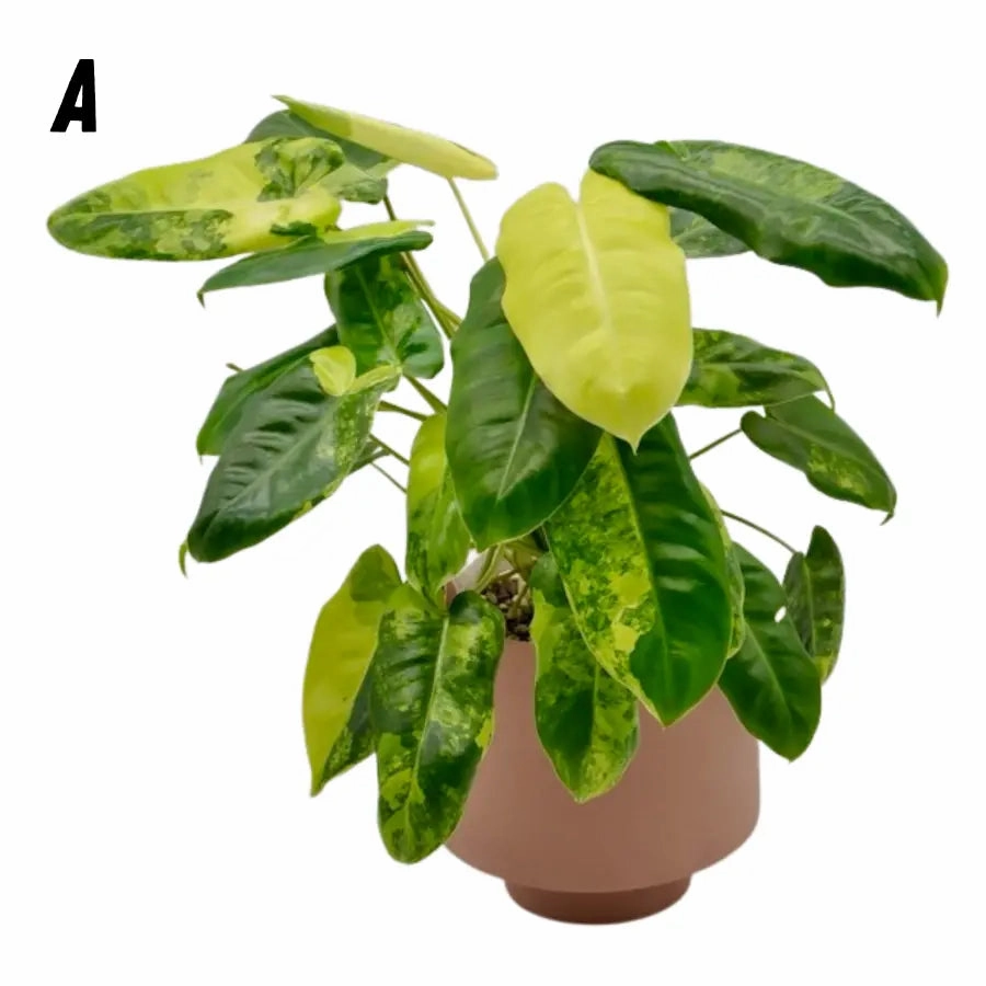 Variegated Philodendron Burle Marx