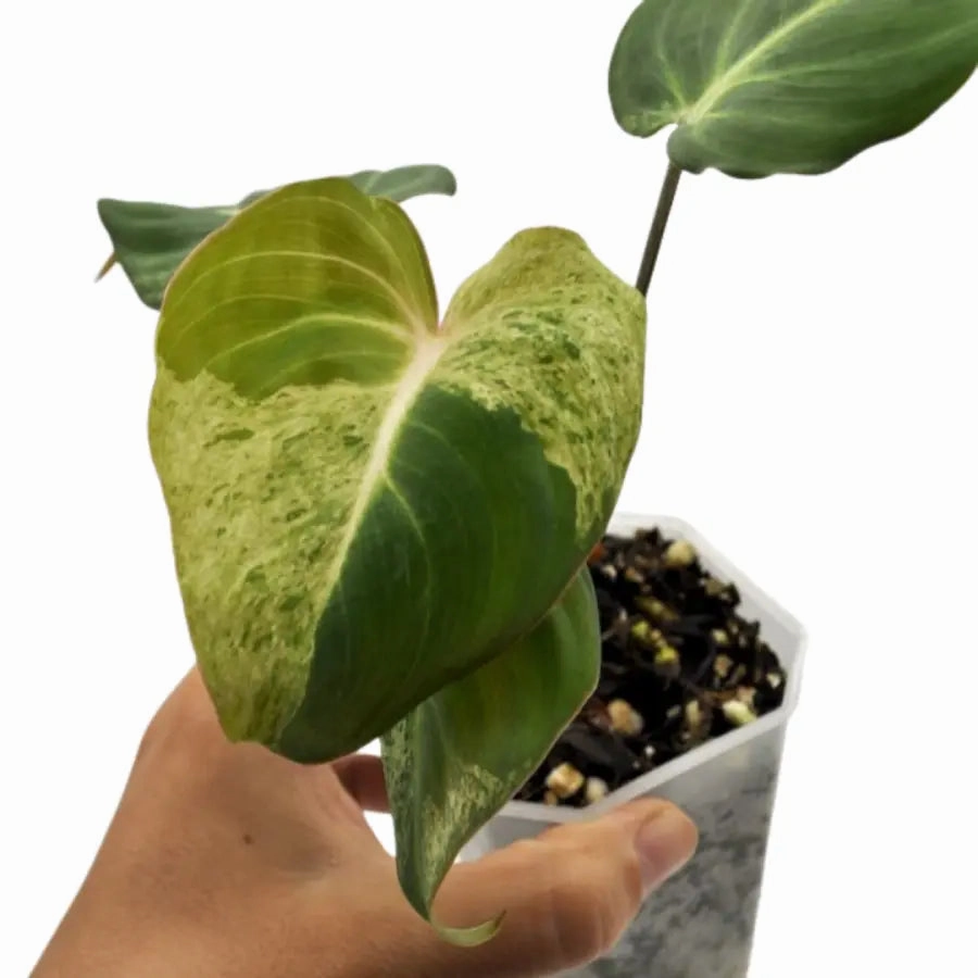 Variegated Philodendron Gloriosum