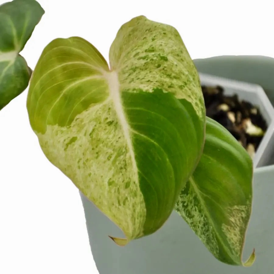 Variegated Philodendron Gloriosum