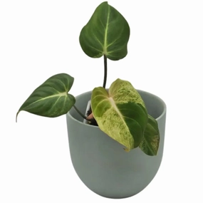 Variegated Philodendron Gloriosum large flower pot  