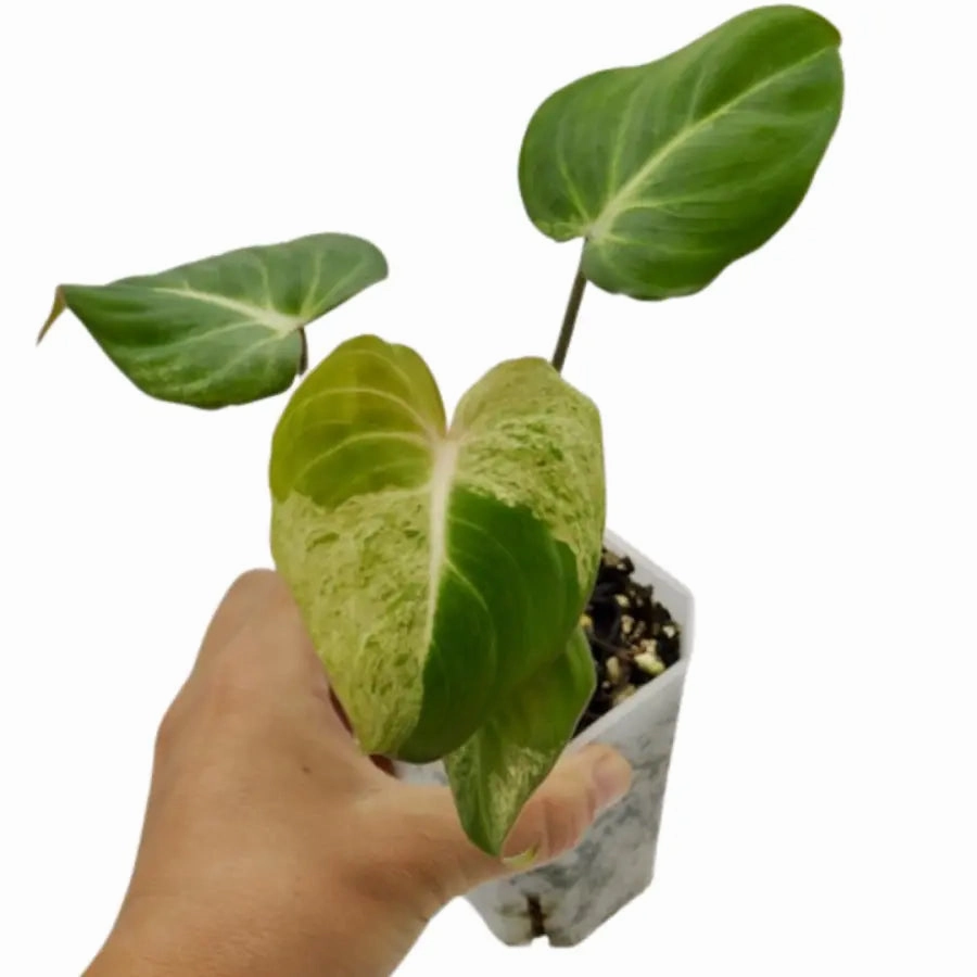 Variegated Philodendron Gloriosum