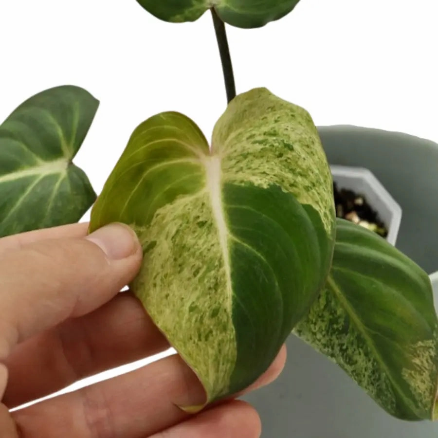 Variegated Philodendron Gloriosum
