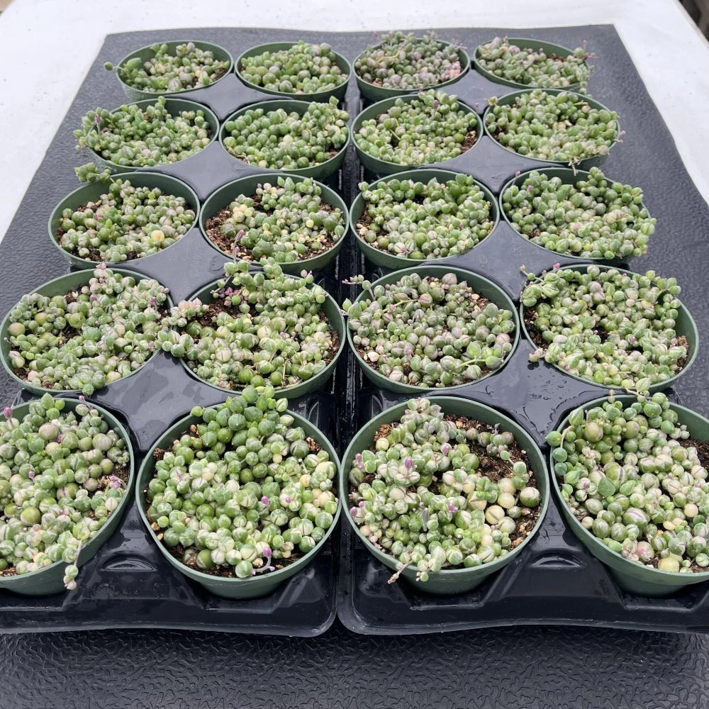 Variegated String of Pearls/ Senecio rowleyanus f. variegatus Bulk 20 Tray - 4in Pot