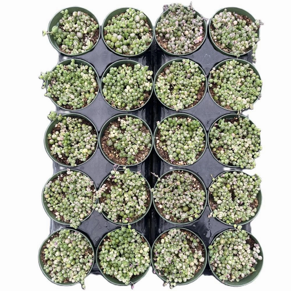 Variegated String of Pearls/ Senecio rowleyanus f. variegatus Bulk 20 Tray - 4in Pot mini ornamental plant  