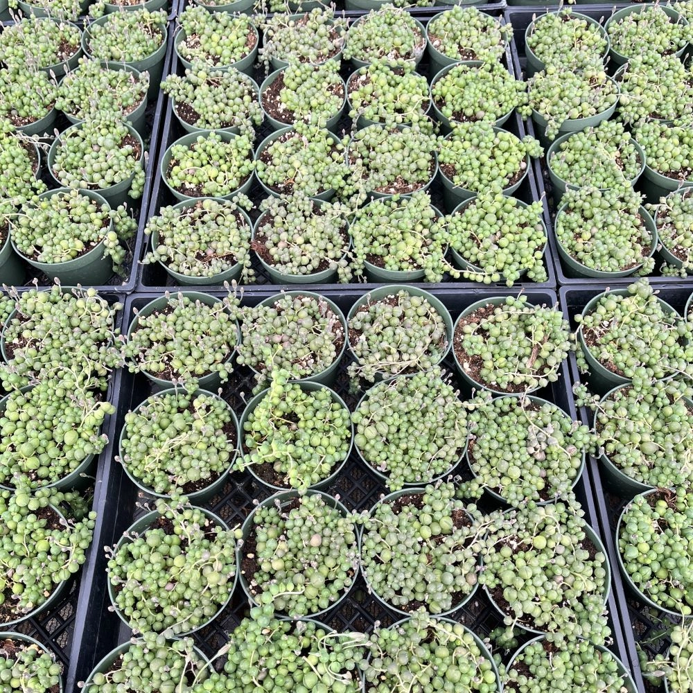 Variegated String of Pearls/ Senecio rowleyanus f. variegatus Bulk 20 Tray - 4in Pot