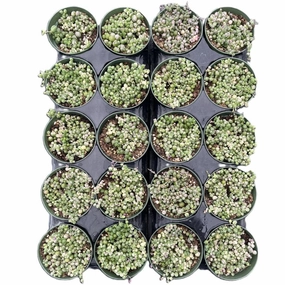 Variegated String of Pearls/ Senecio rowleyanus f. variegatus Bulk 20 Tray - 4in Pot mini ornamental plant  