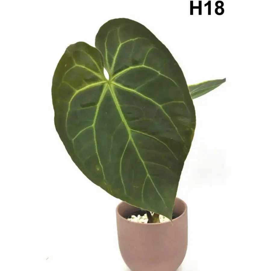 Velvet Anthurium Complex Hybrid